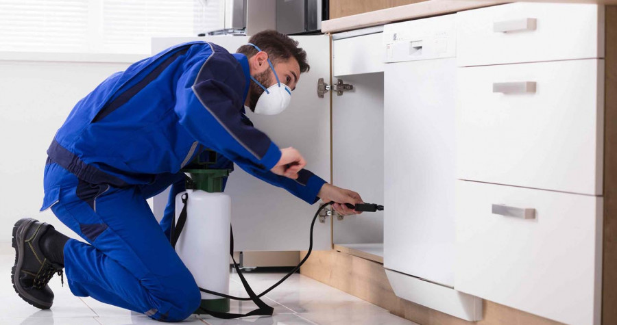 Kalorifer Böceği İlaçlama